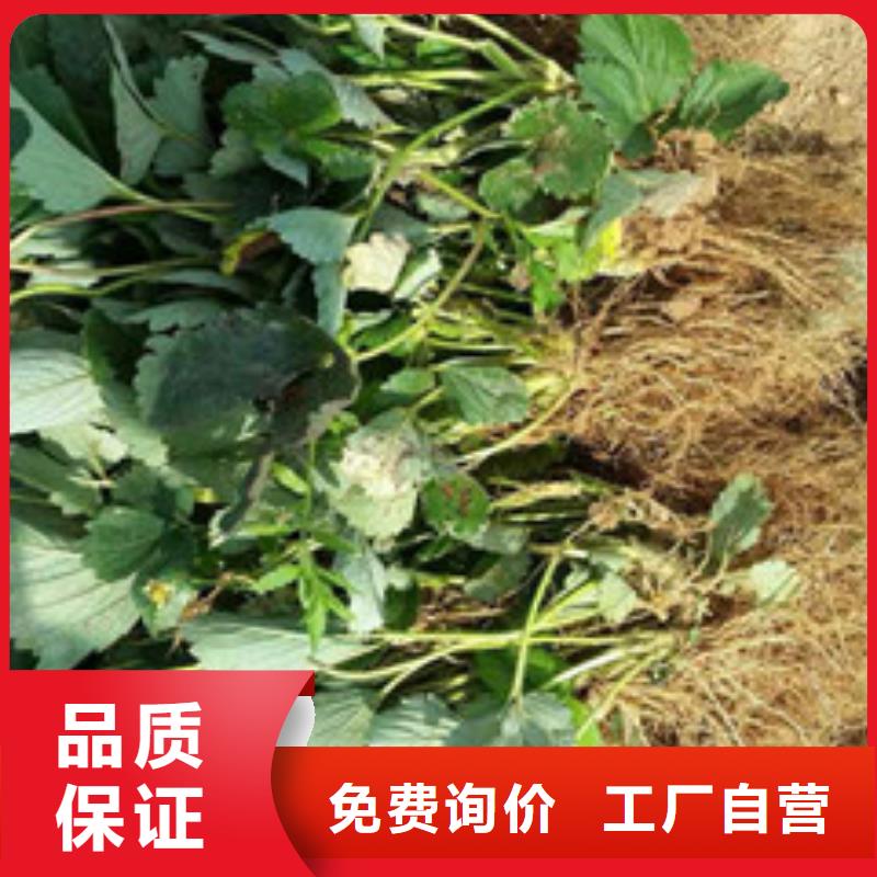 草莓苗苹果苗值得买