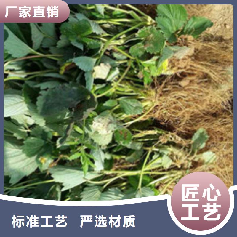 【草莓苗-果树苗批发基地现货供应】