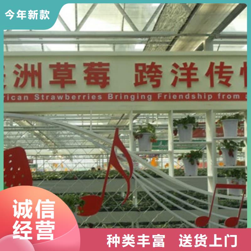 草莓苗大棚草莓苗一站式采购方便省心