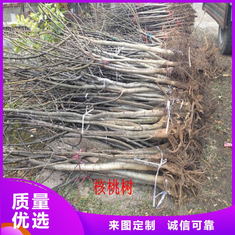 核桃苗-草莓苗价格采购无忧