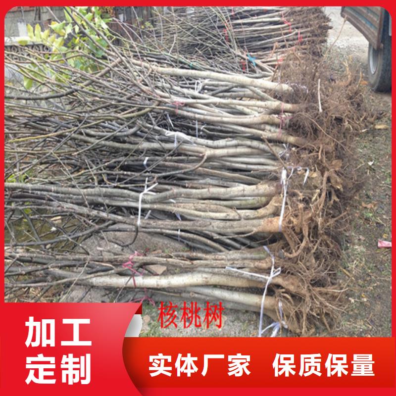 核桃苗苹果苗产品细节参数