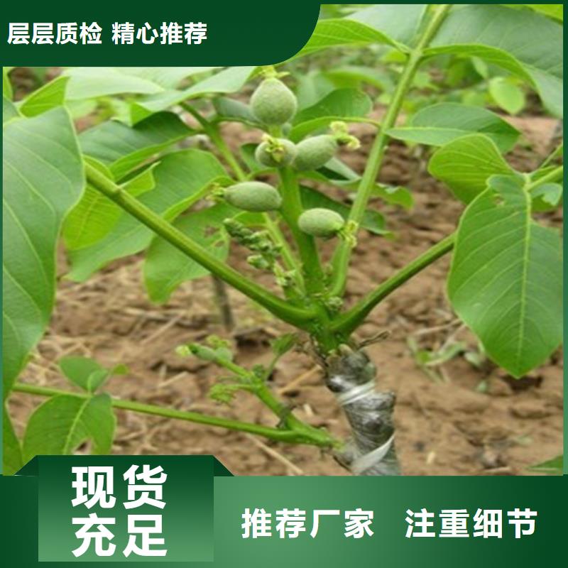 核桃苗西梅树苗匠心工艺