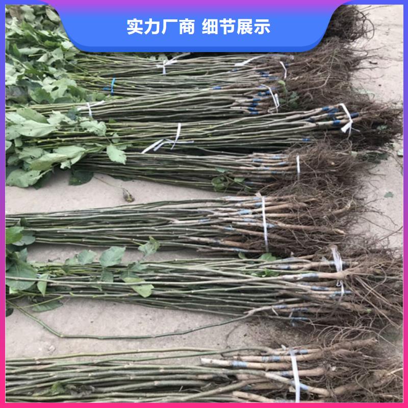 核桃苗桃树苗基地真材实料