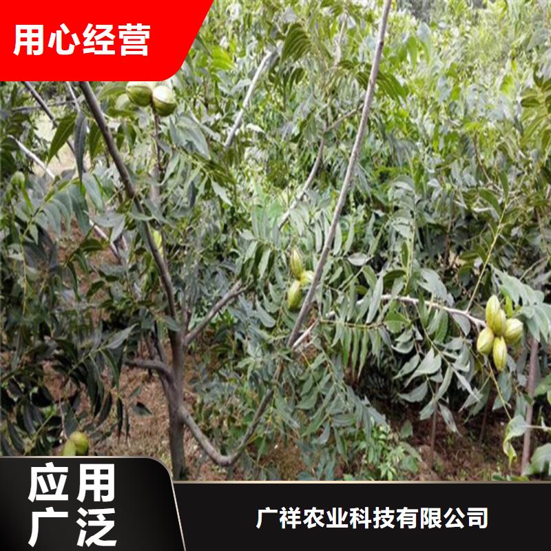 核桃苗花椒树苗厂家直销大量现货