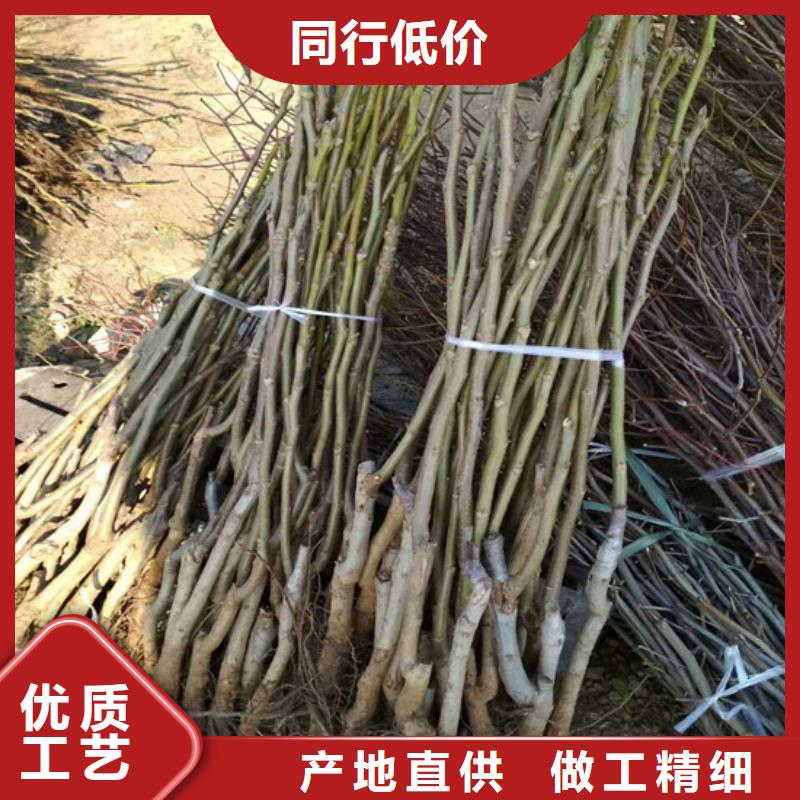 核桃苗花椒树苗厂家直销大量现货