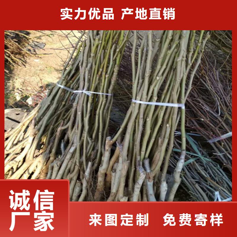 核桃苗_樱桃苗基地好品质用的放心