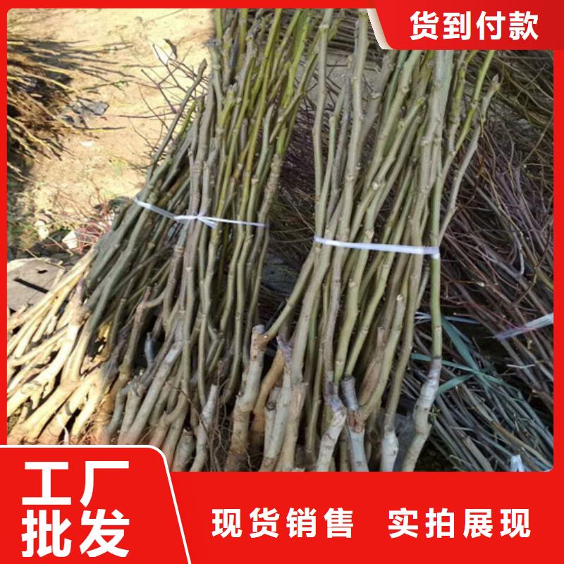 核桃苗-板栗苗48小时发货