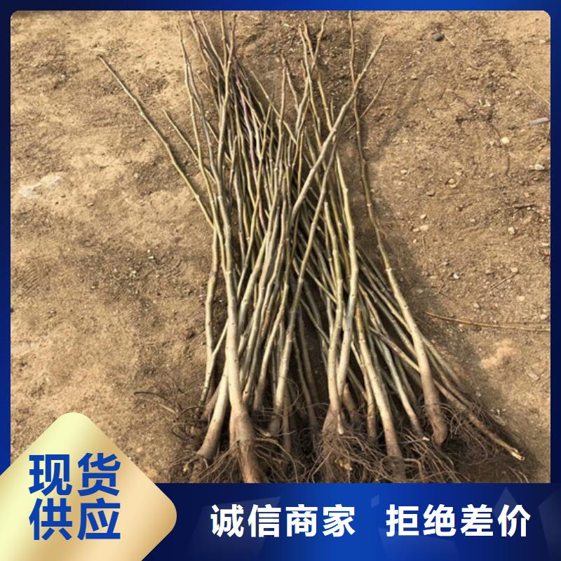 核桃苗【大棚草莓苗】选择我们选择放心