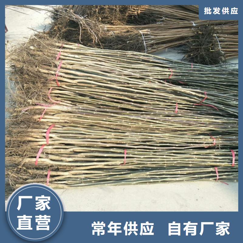 【核桃苗苹果苗专注生产制造多年】