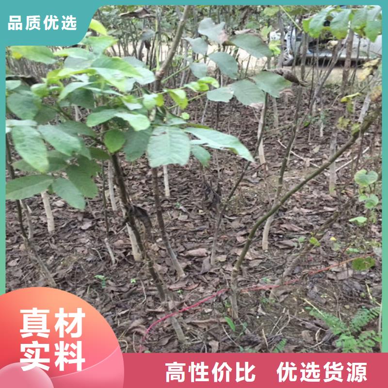 核桃苗樱桃苗基地厂家