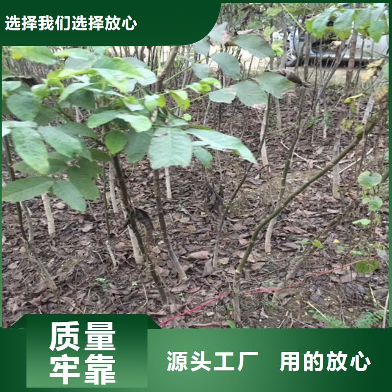 【核桃苗】葡萄苗产地直销