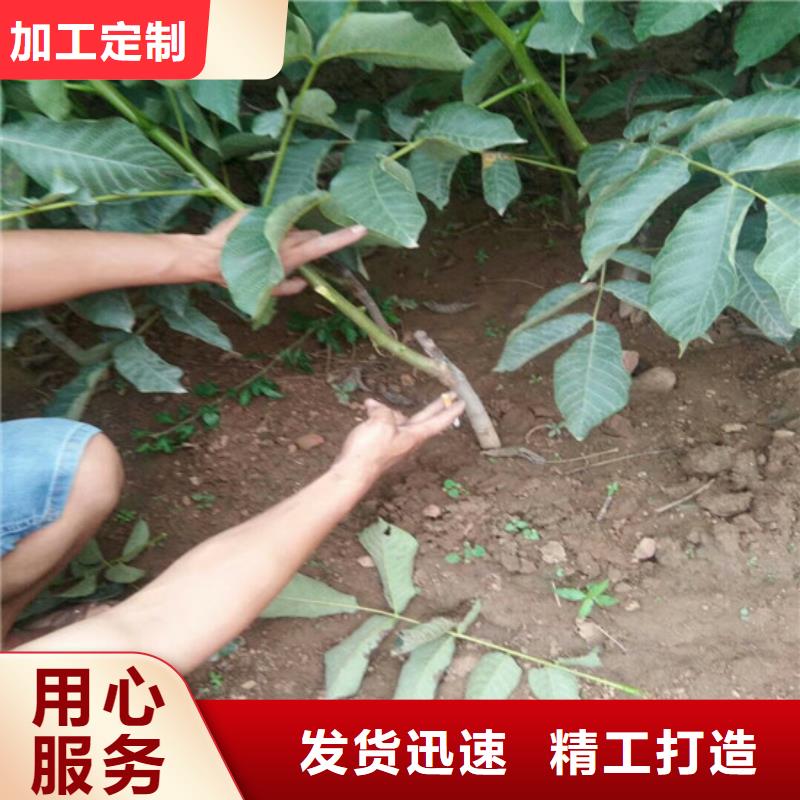 核桃苗_【甜柿子树苗】供您所需