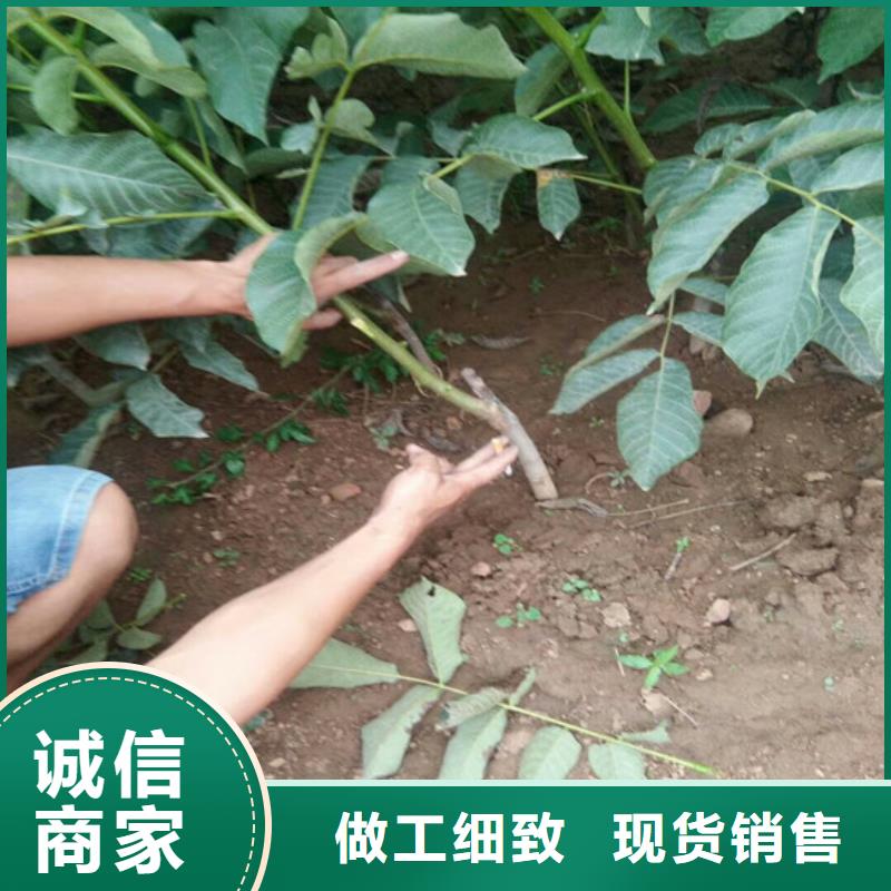 核桃苗柱状梨树苗可零售可批发