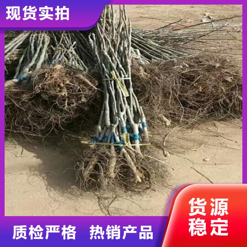 核桃苗梨树苗一手货源源头厂家