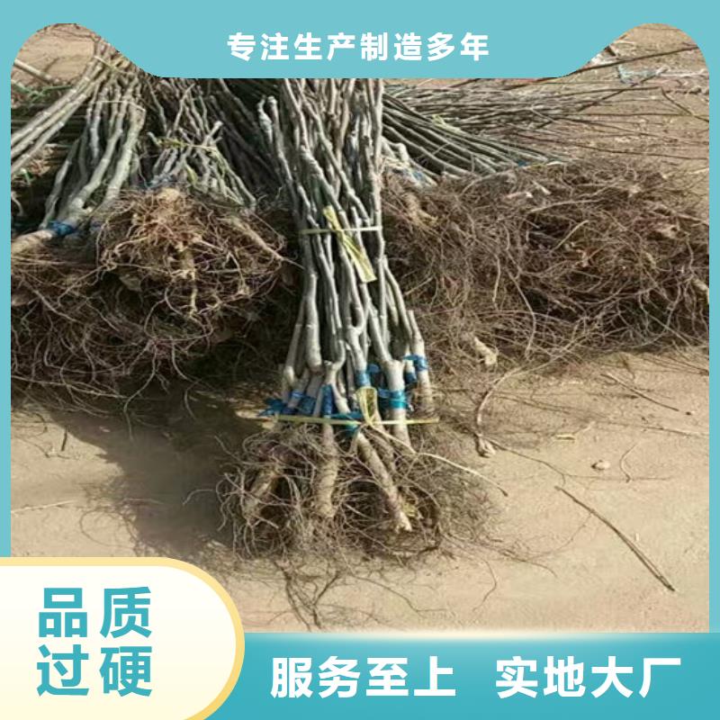 核桃苗-板栗苗源头厂家来图定制