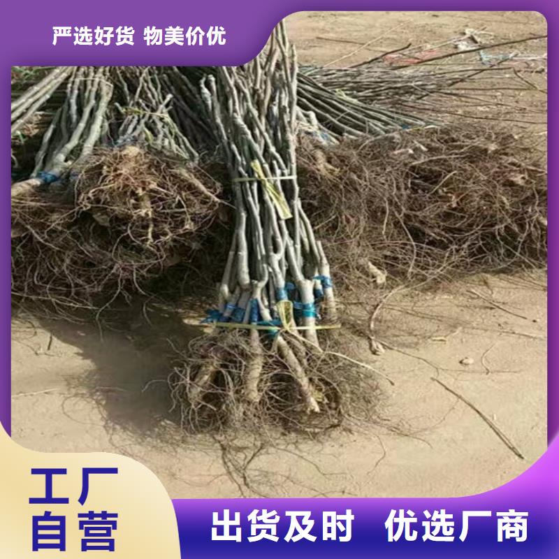 【核桃苗-苹果苗基地选择我们选择放心】