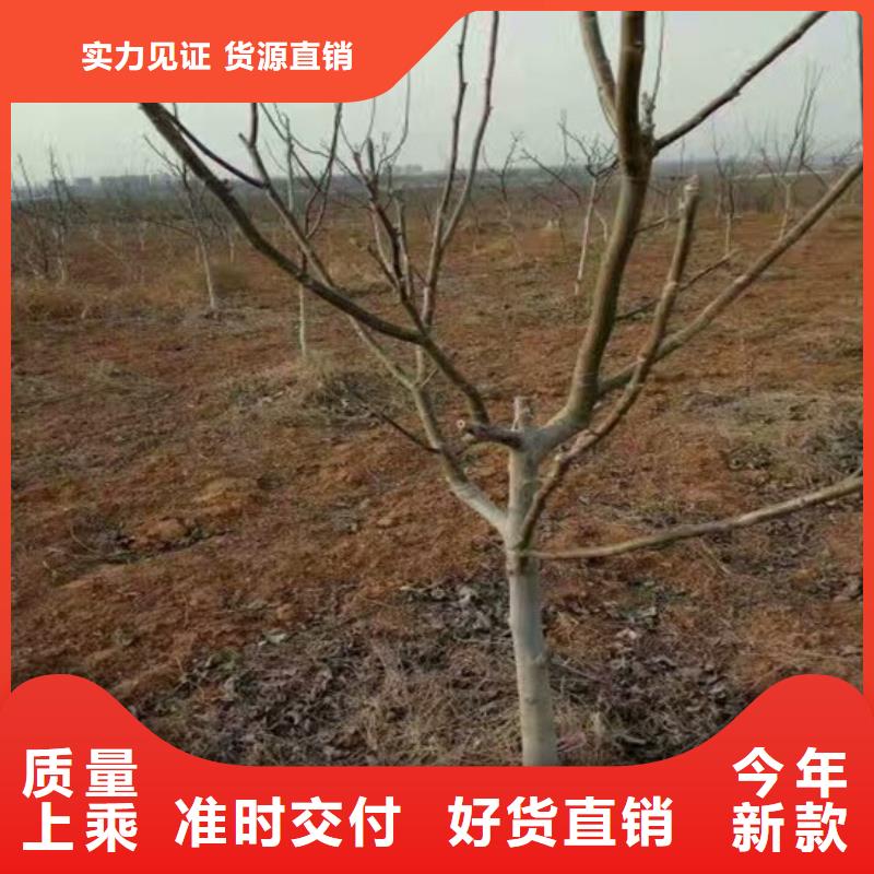 核桃苗_无籽葡萄树苗海量货源