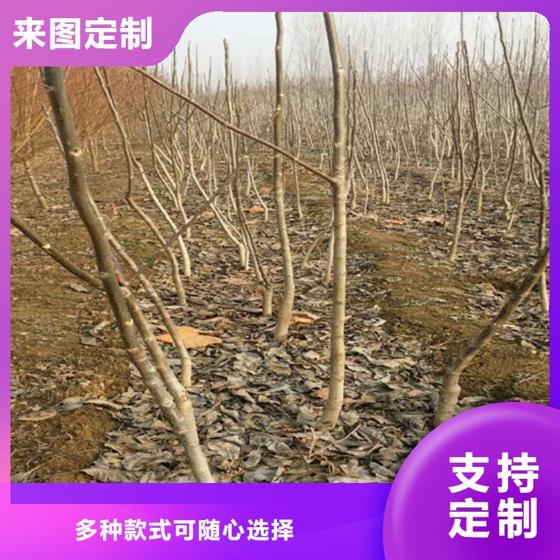 【核桃苗】葡萄苗产地直销