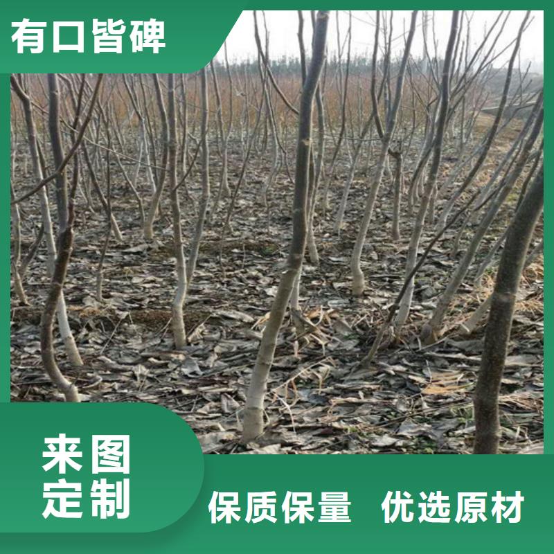 核桃苗-果树苗批发基地实体厂家大量现货