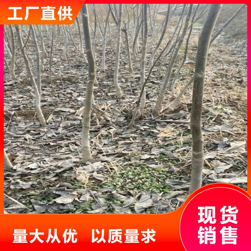 核桃苗-葡萄苗用好材做好产品