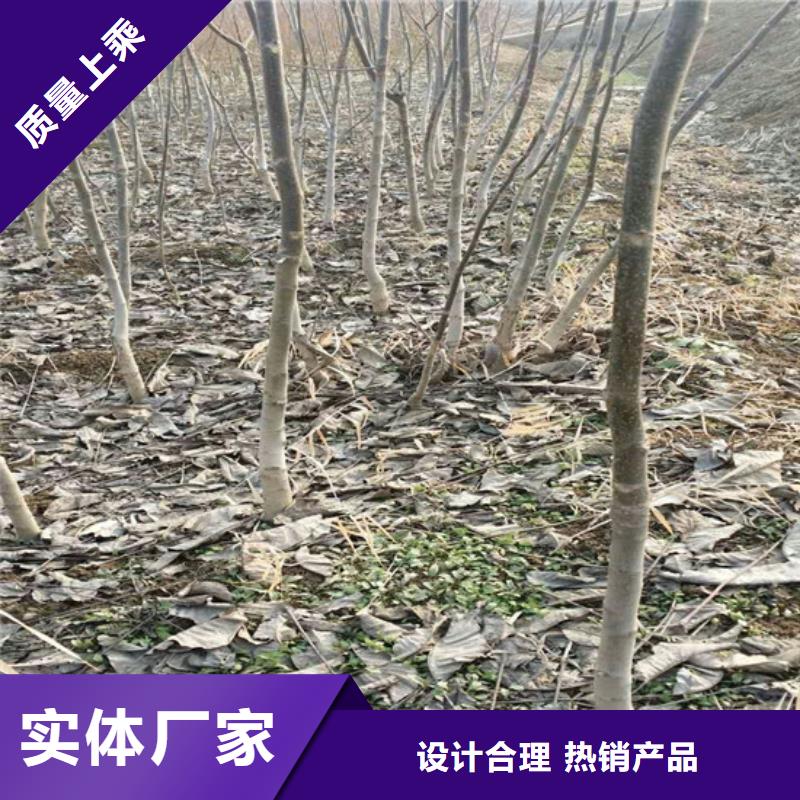 【核桃苗】,莫妮卡西梅树苗产品优势特点