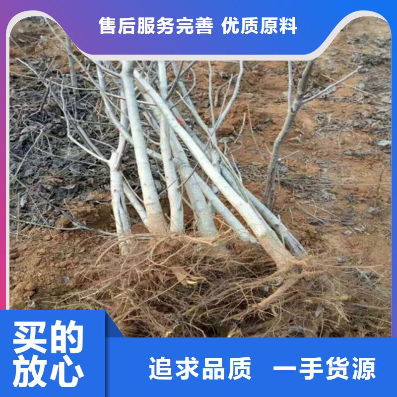 核桃苗樱桃苗随到随提