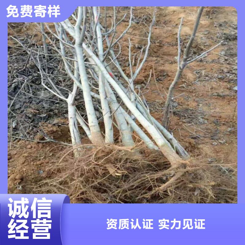 核桃苗,红蜜桃树苗精选厂家好货