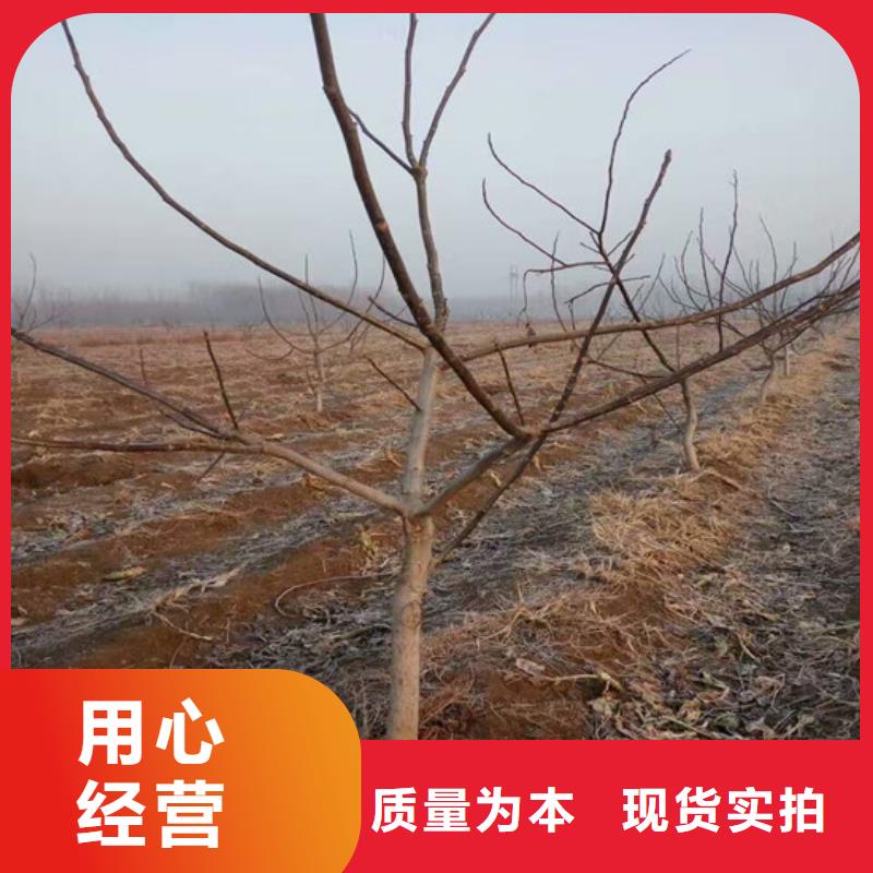 【核桃苗-苹果苗基地选择我们选择放心】