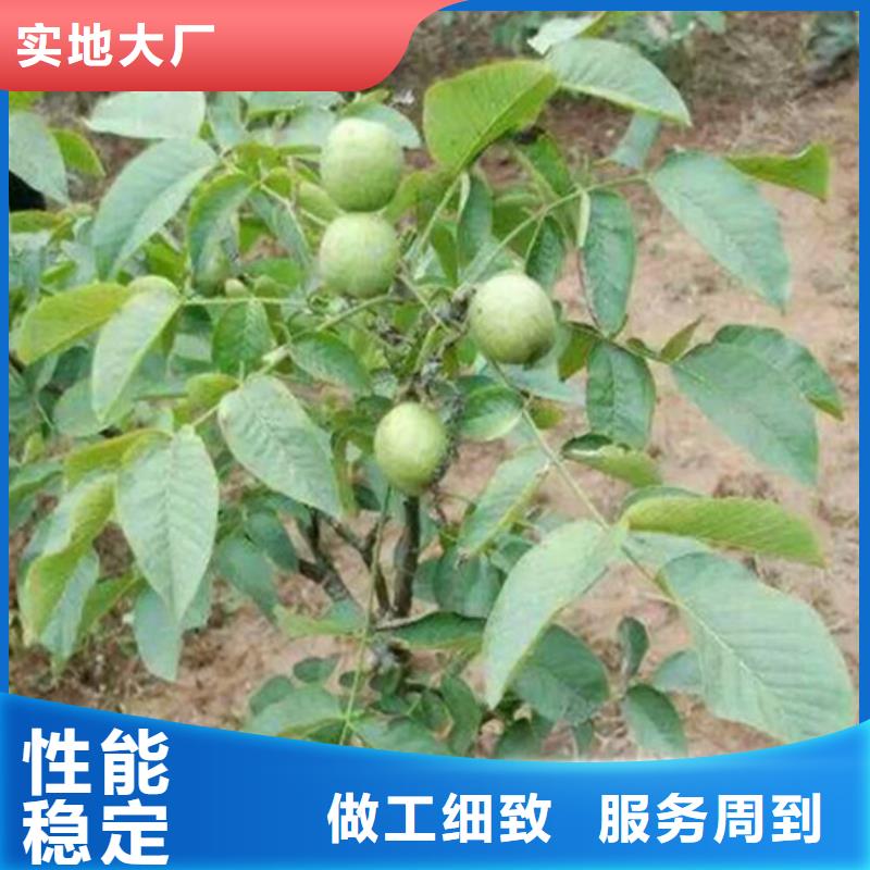 核桃苗葡萄苗每一处都是匠心制作