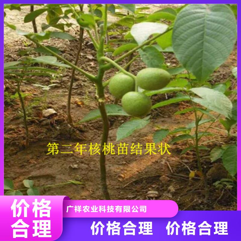 核桃苗_珍珠枣油桃树苗用心服务