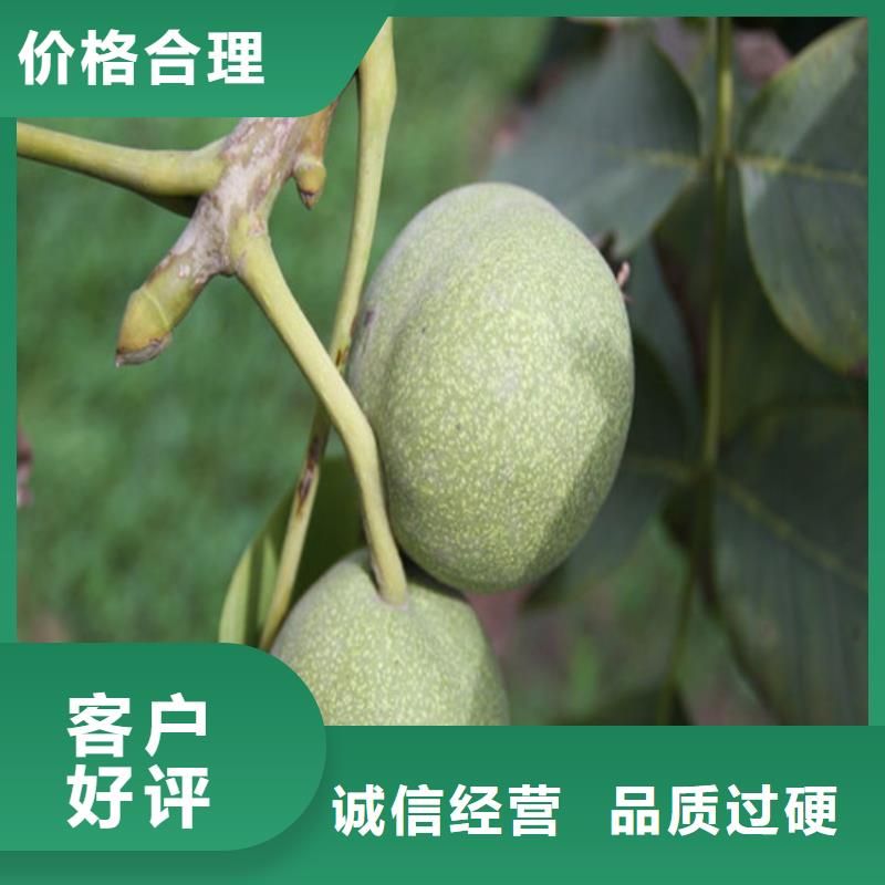 核桃苗柱状梨树苗可零售可批发