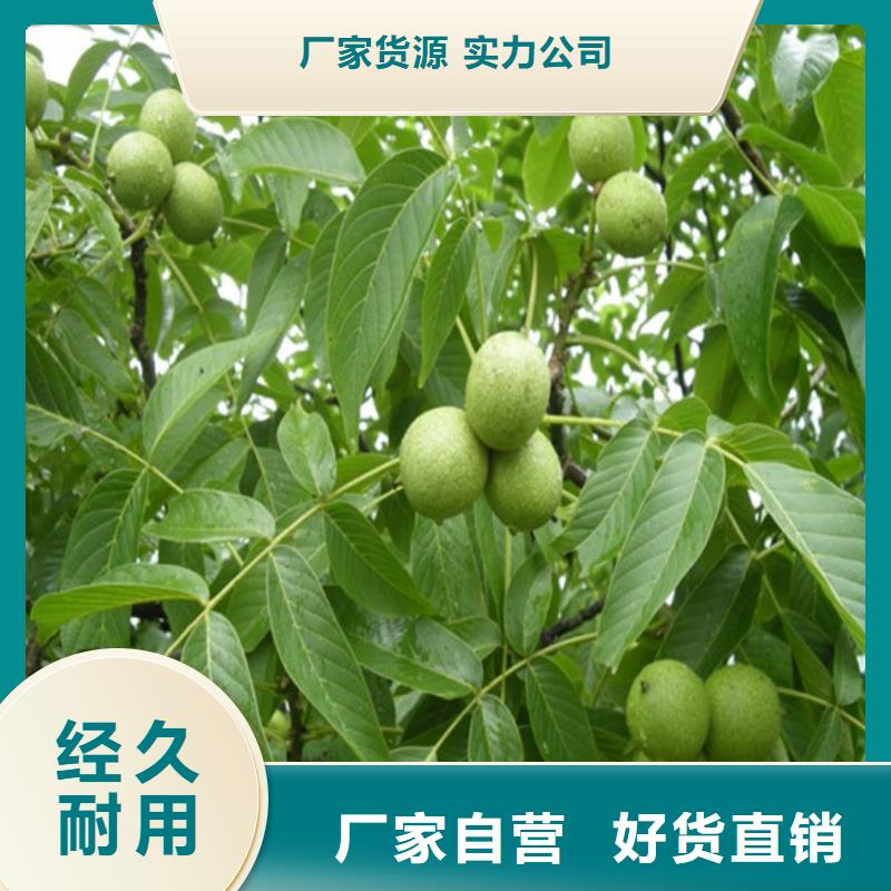 核桃苗【大棚草莓苗】选择我们选择放心