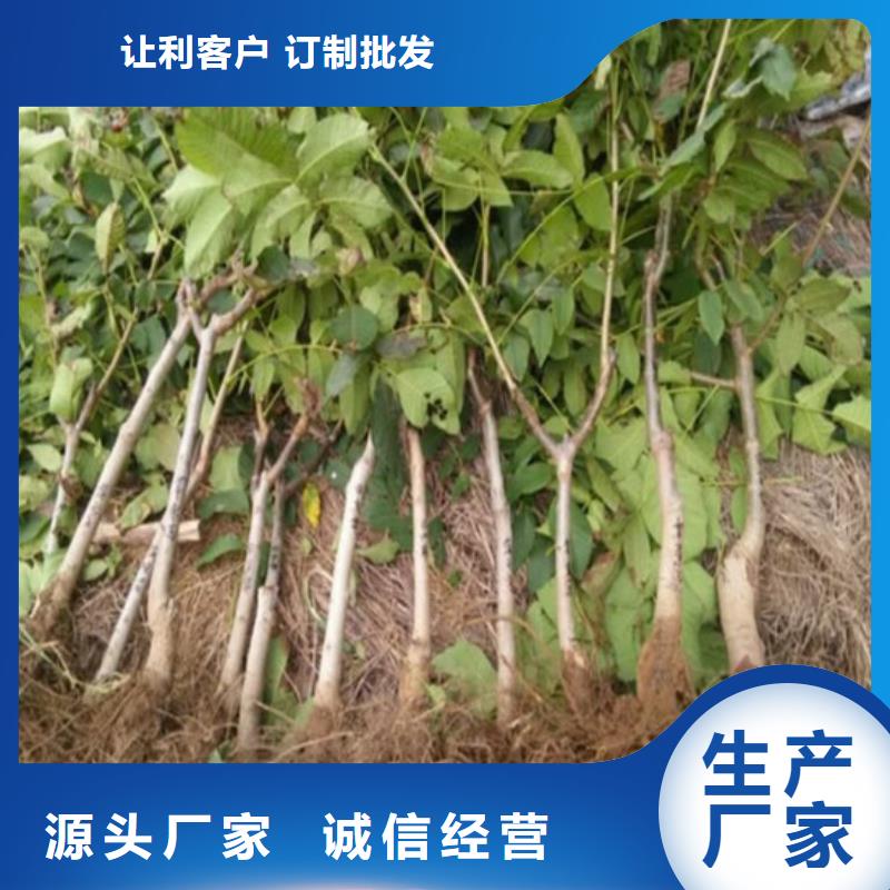 核桃苗花椒树苗厂家直销大量现货