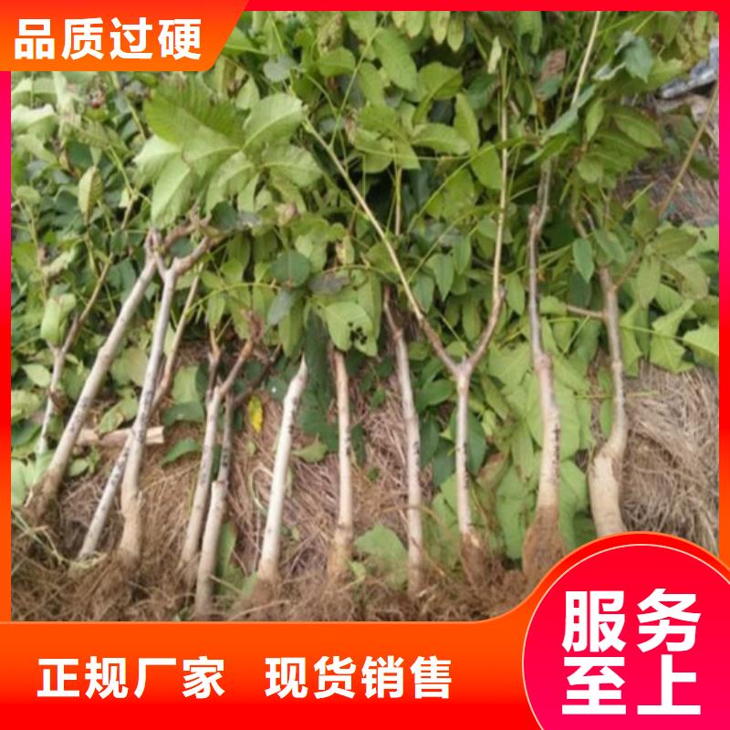 核桃苗-葡萄苗用好材做好产品