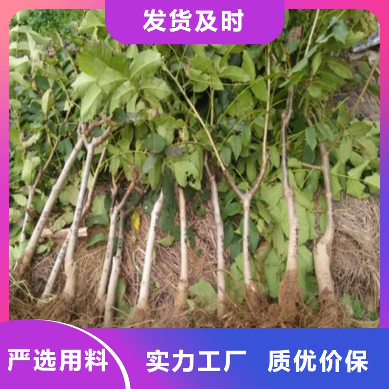 【核桃苗天仙醉草莓苗诚信经营】