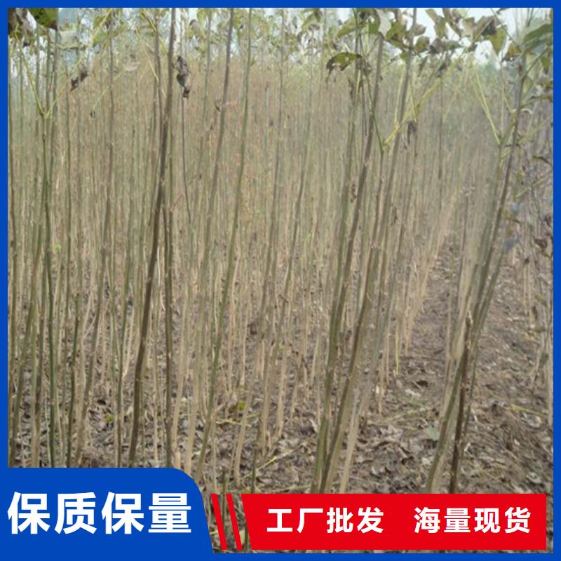 核桃苗-大棚草莓苗敢与同行比价格