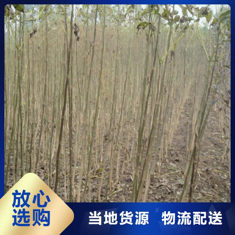 核桃苗大棚草莓苗实力工厂