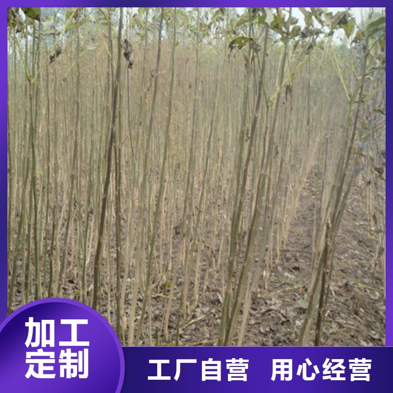 核桃苗【樱桃苗】实地大厂