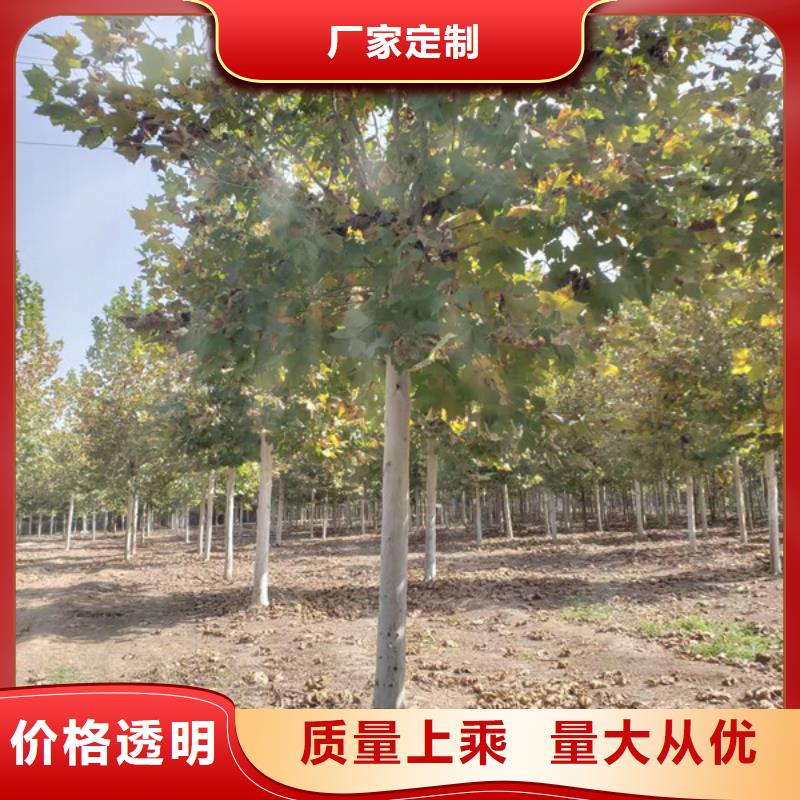 【法桐黄金槐市场报价】