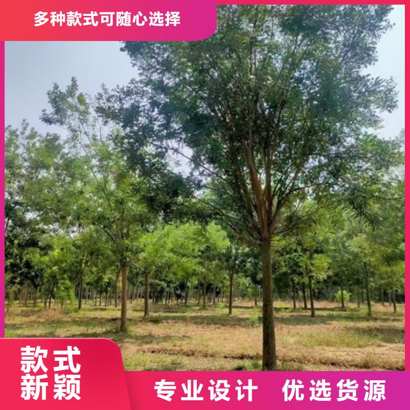 法桐金叶槐热销产品