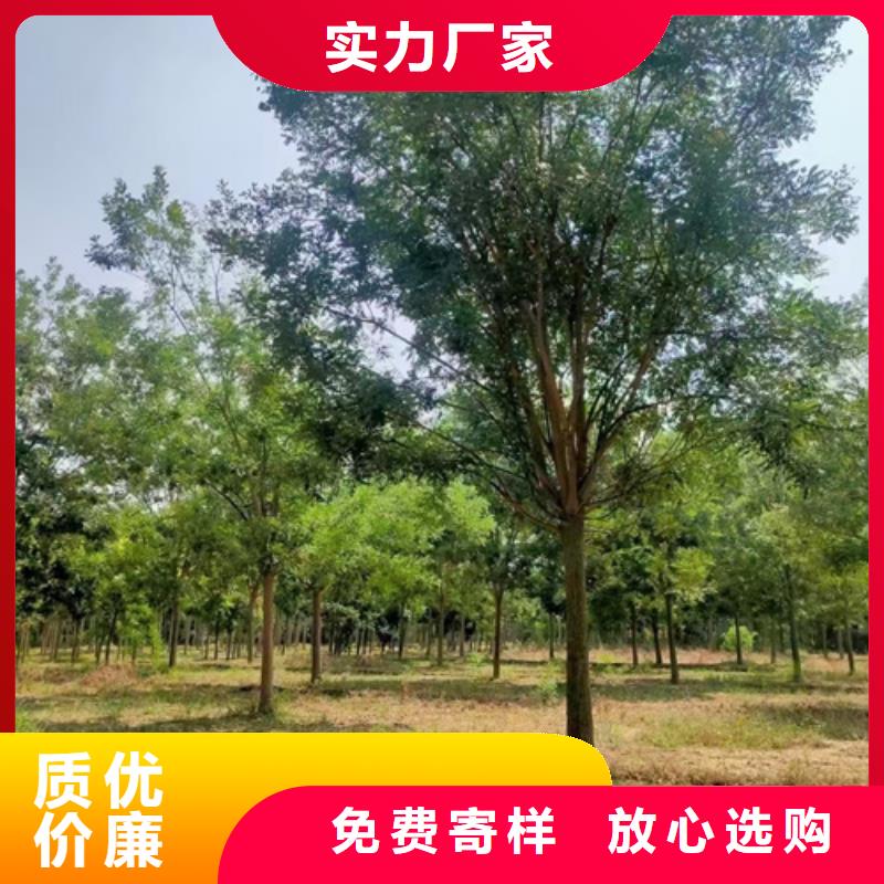 法桐北京栾品质好才是硬道理