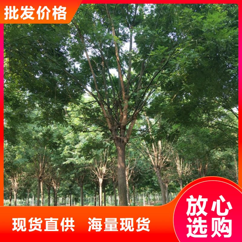 法桐金叶白蜡产品实拍