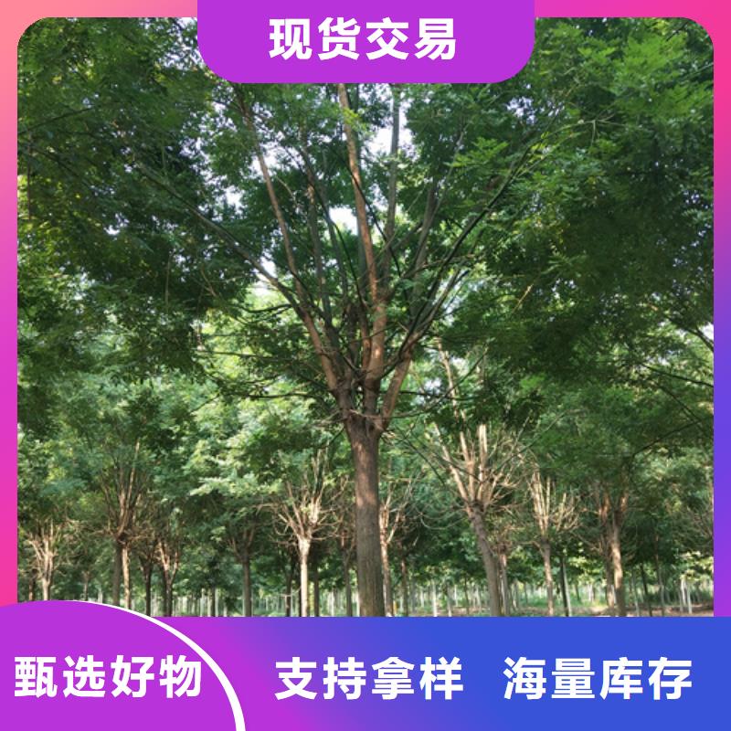 法桐【美国红枫】支持大小批量采购