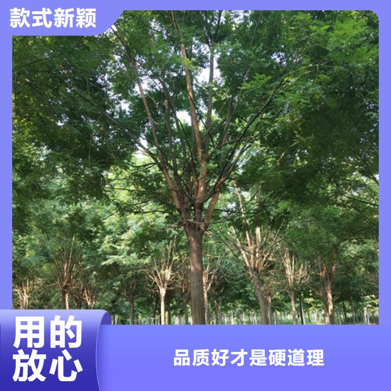 法桐美国红枫一站式服务