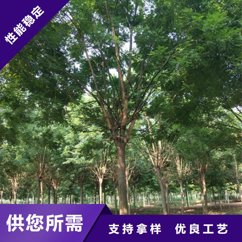 法桐,金叶槐现货满足大量采购