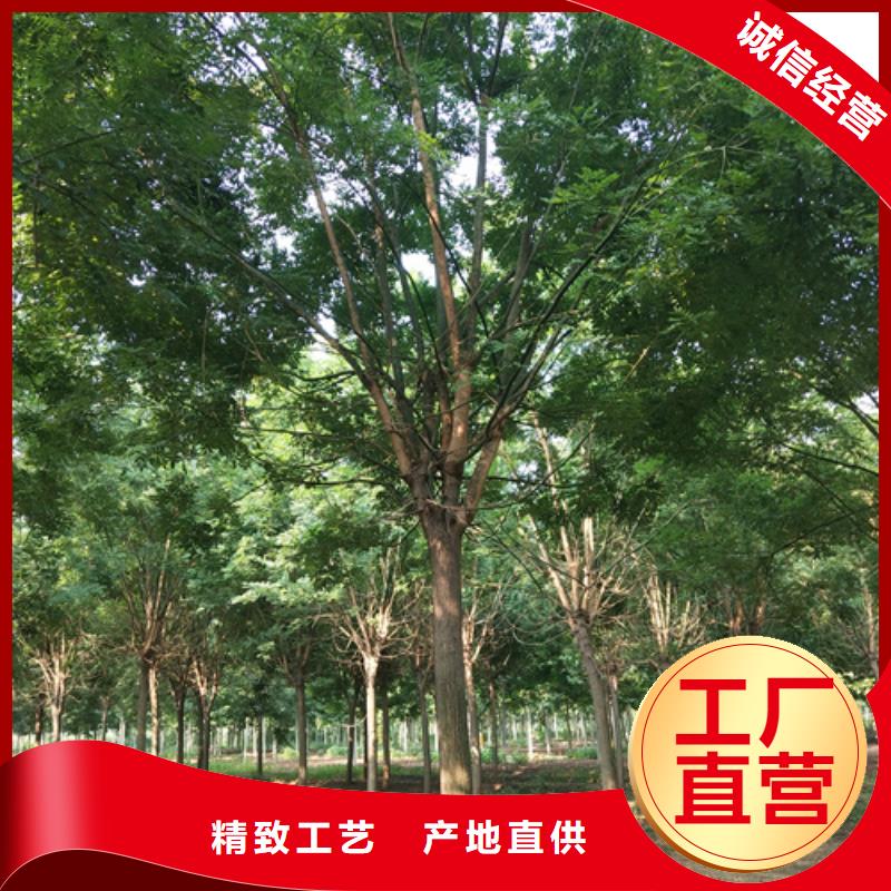 法桐金叶白蜡合作共赢
