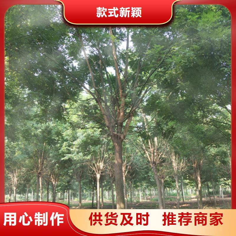 法桐_美国红枫买的放心