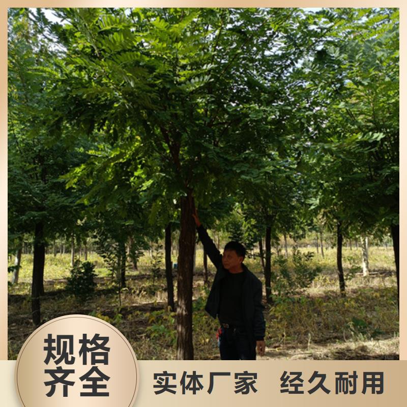 法桐五角枫厂家品控严格