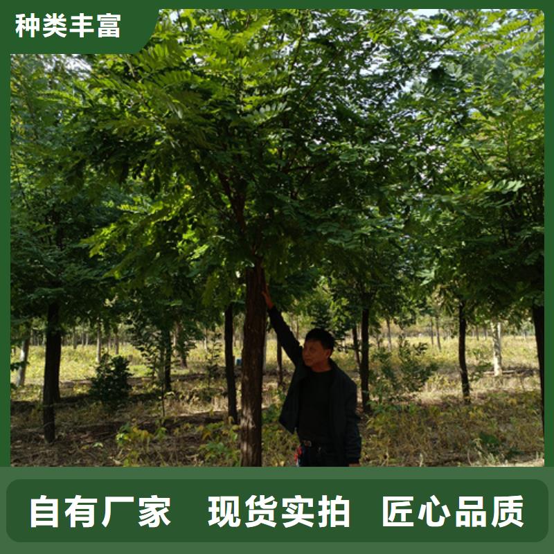 法桐【国槐】打造行业品质