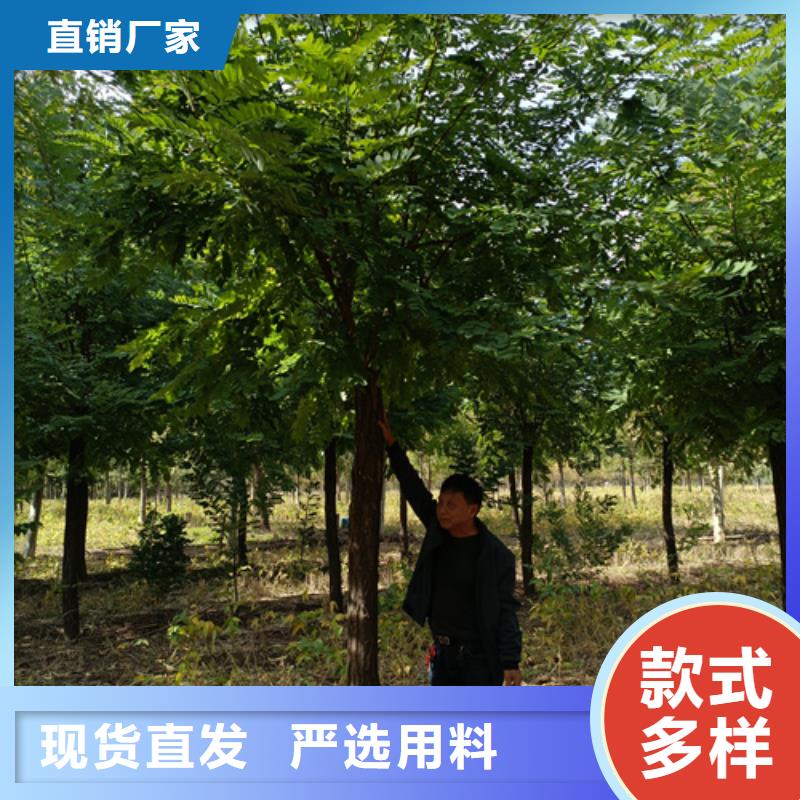 法桐以质量求生存